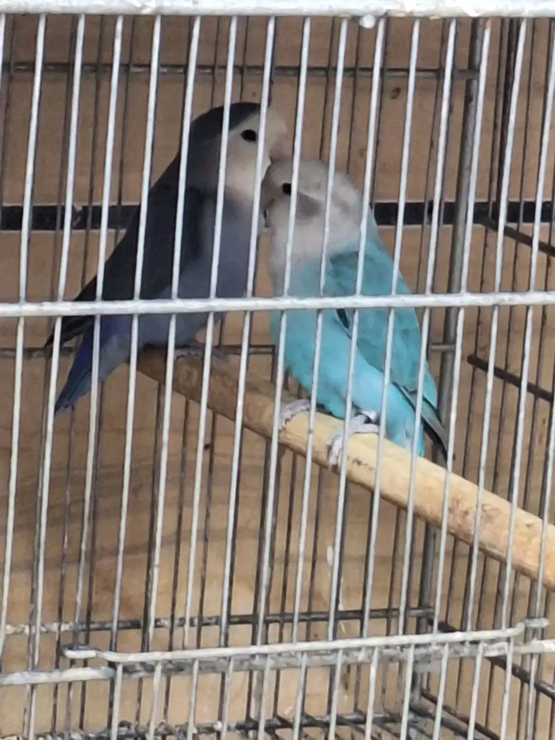 طوطی بریزیلی قناری|پرنده|قزوین, |دیوار