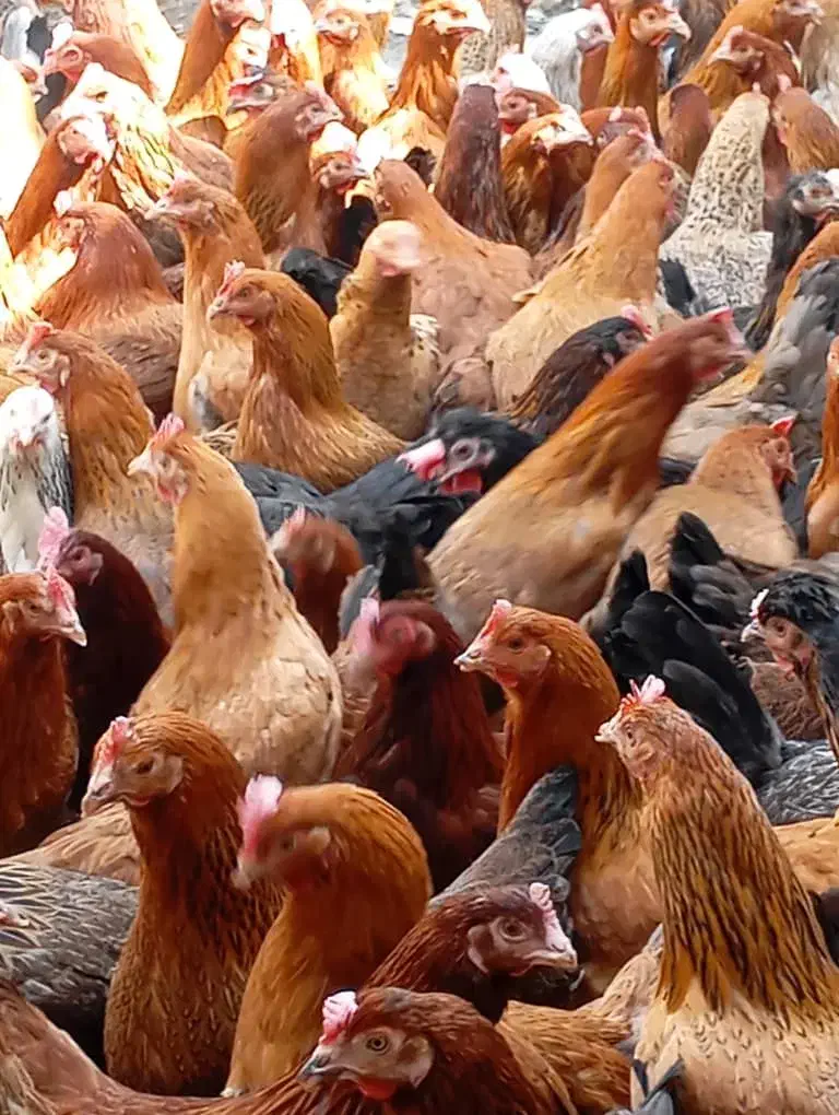 جوجه بومی دم طلا|حیوانات مزرعه|تهران, آرژانتین|دیوار