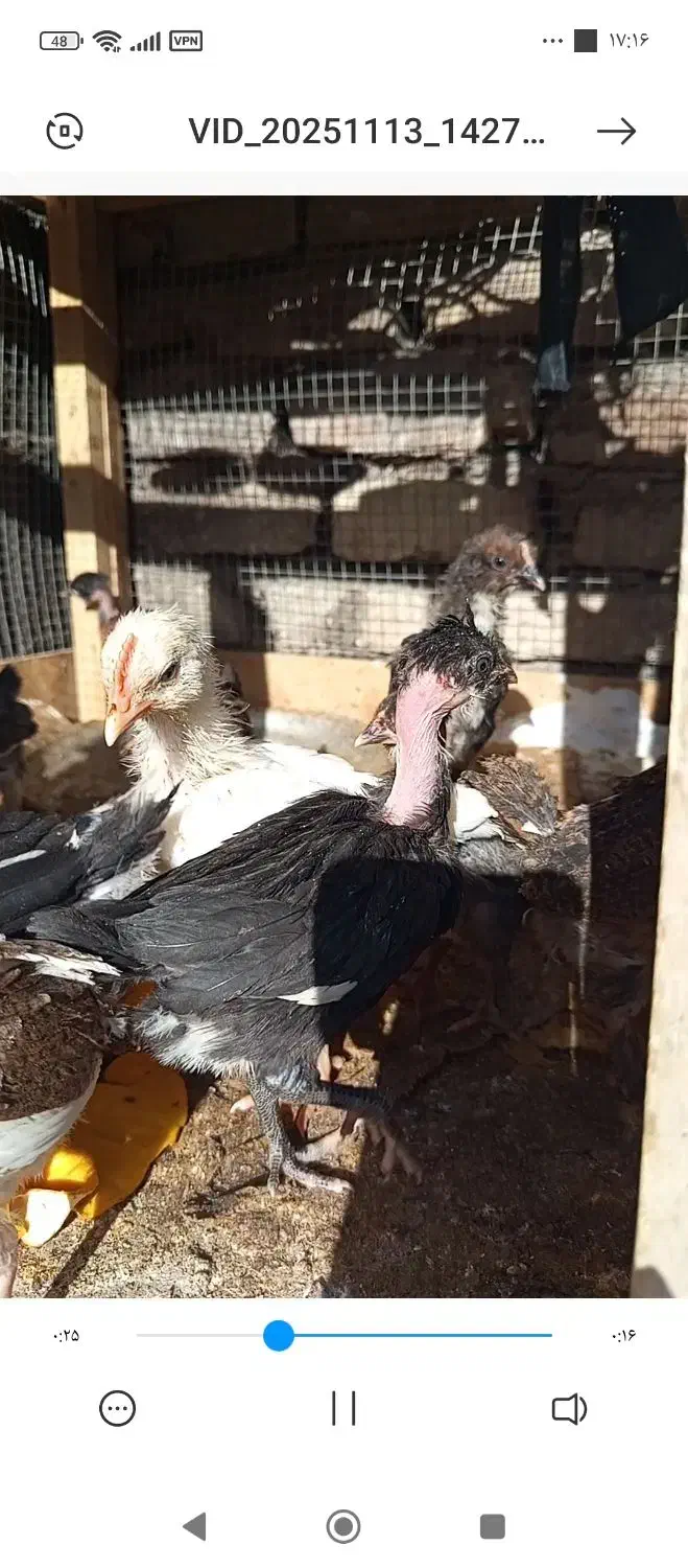 جوجه گلین اصل|حیوانات مزرعه|مهریز, |دیوار