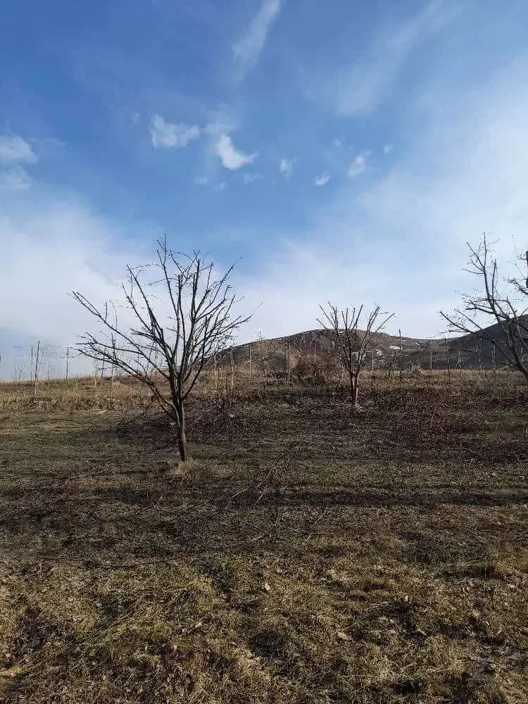 هرس‌کاری‌درختان‌و‌قطع‌درخت|خدمات باغبانی و درختکاری|خلخال, |دیوار