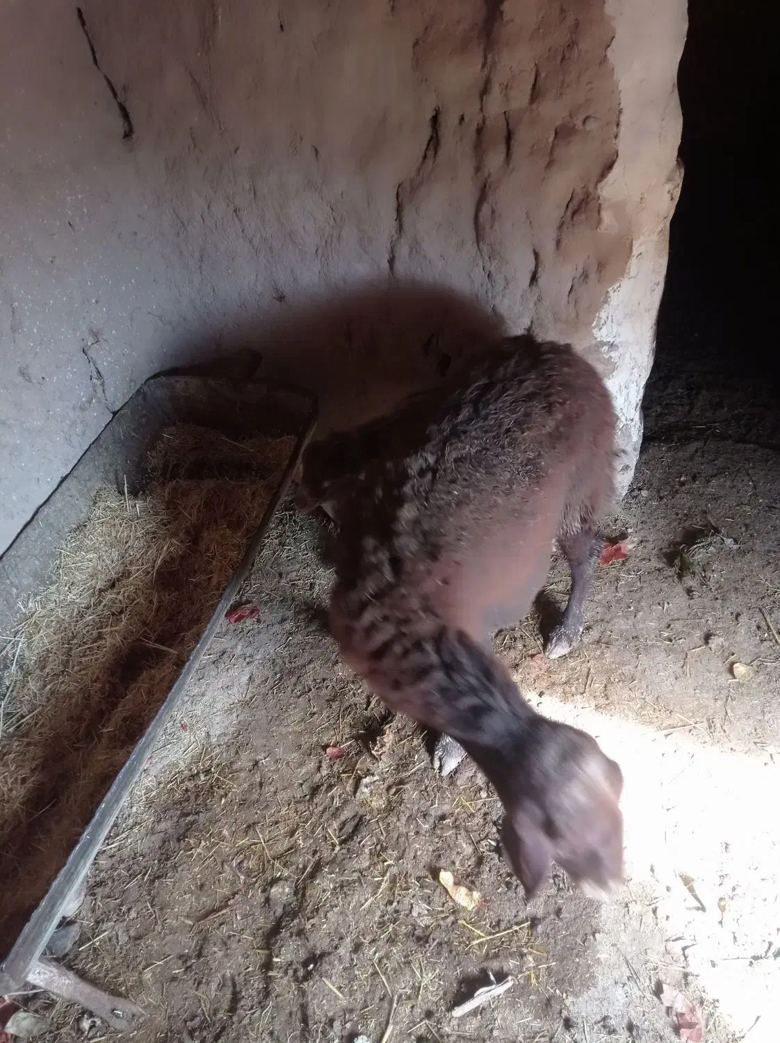 میش بره|حیوانات مزرعه|رادکان, |دیوار