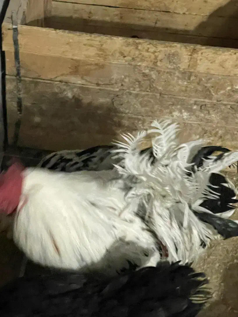 خروس بومی|حیوانات مزرعه|خمینیشهر, |دیوار