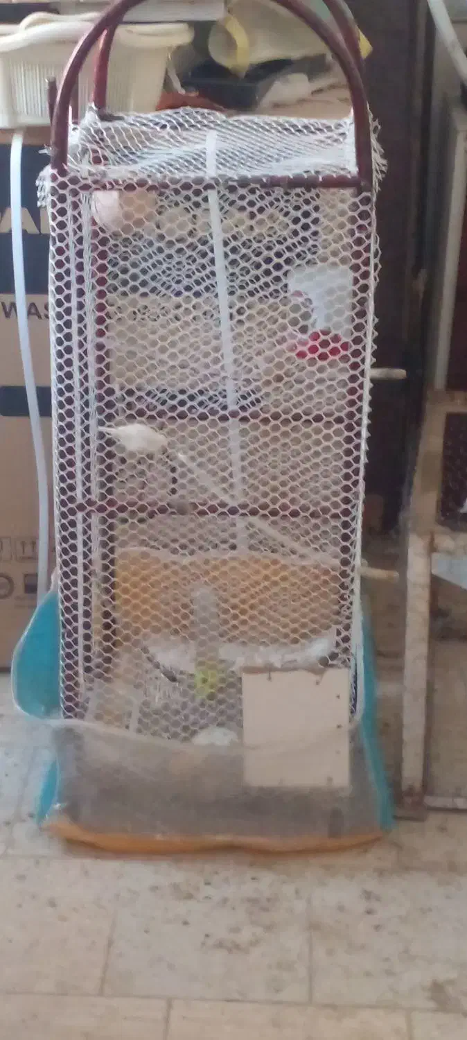 .خروس . جوجه گلین|پرنده|بیرجند, |دیوار