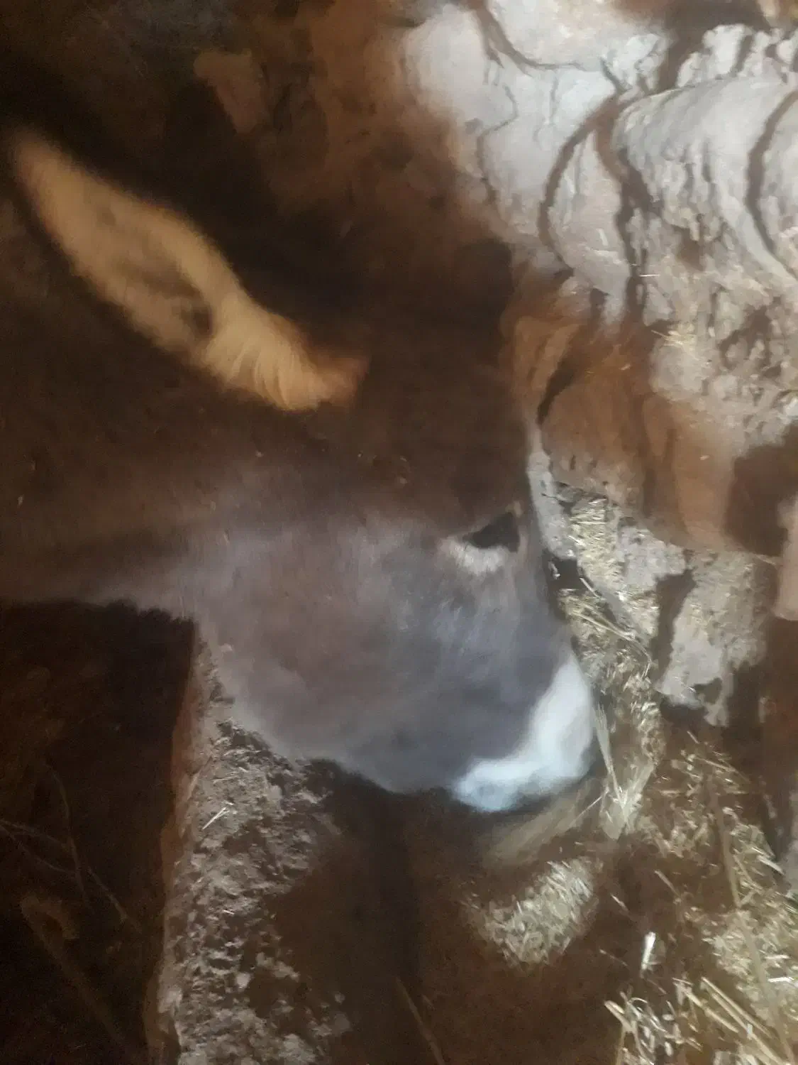 الاغ یا خر|حیوانات مزرعه|خرمدره, |دیوار