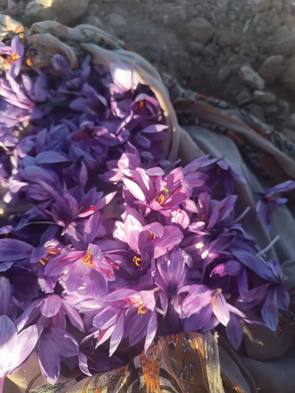 زعفران|عمده‌فروشی|تایباد, |دیوار