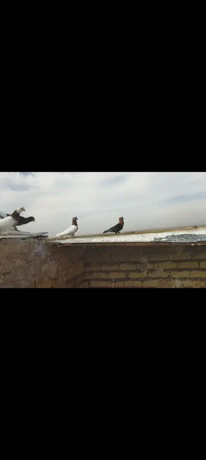 کبوتر پرشی رنگ جفت یک میلیون و ۲۰۰|پرنده|نصر آباد, |دیوار