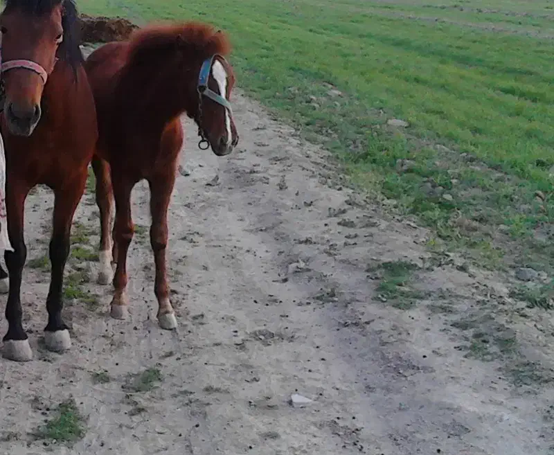 وام خانگی|فعالیت داوطلبانه|بروجرد, |دیوار