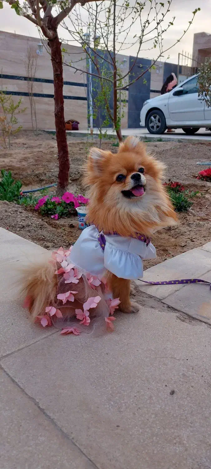 پامر ماده ۲ ساله|سگ|فولادشهر, B1|دیوار