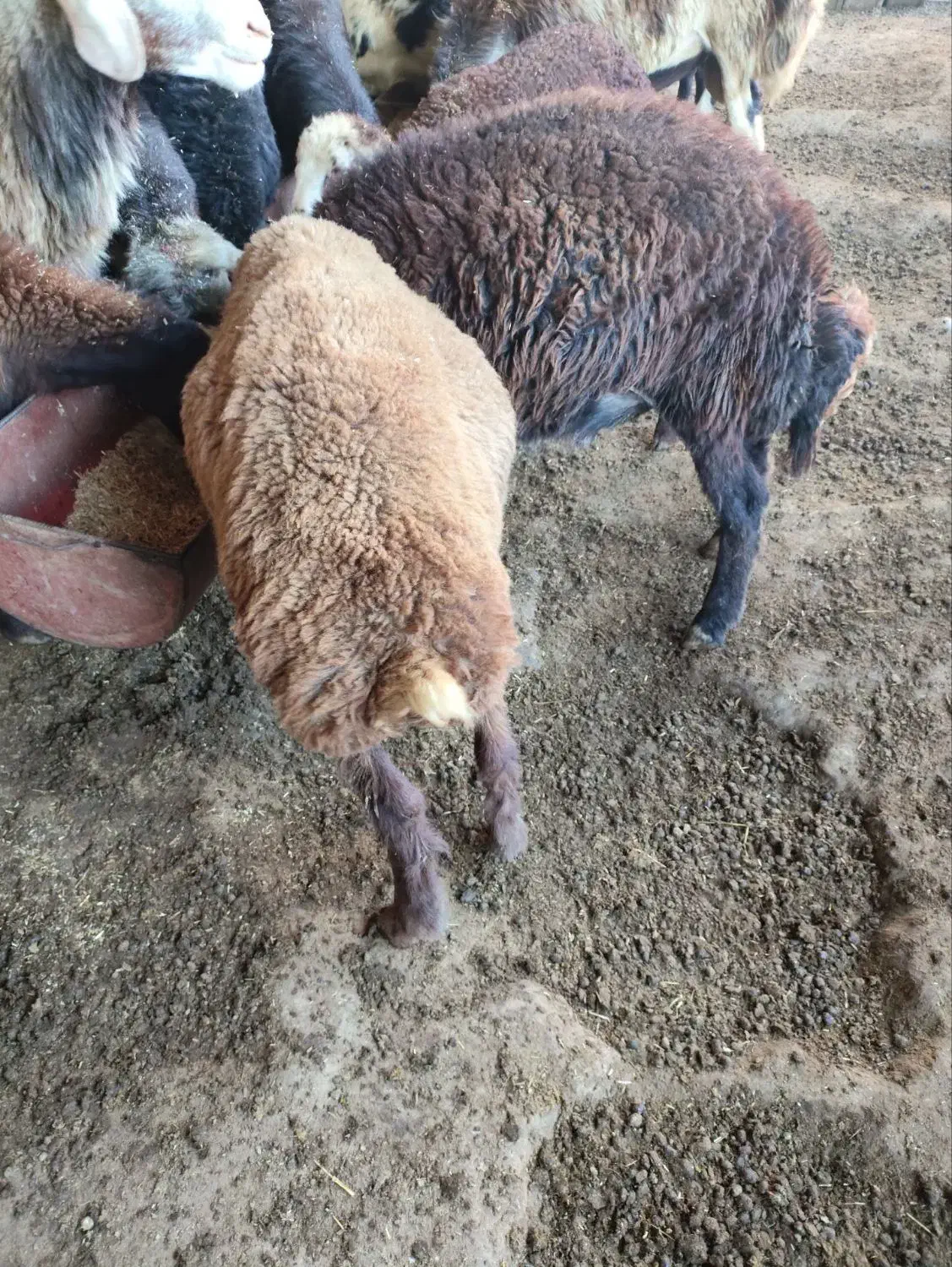 ۳تا نر کیلو نیستن|حیوانات مزرعه|گرگان, |دیوار