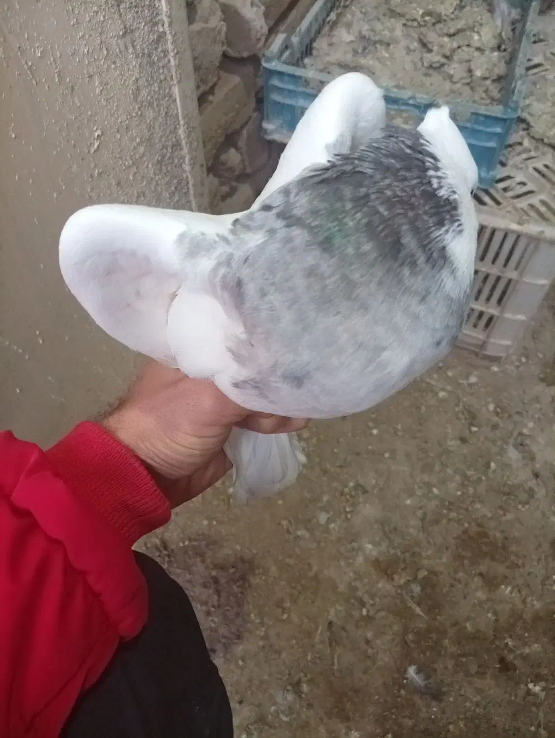 کبوتر طوقی سرول|پرنده|ابهر, |دیوار