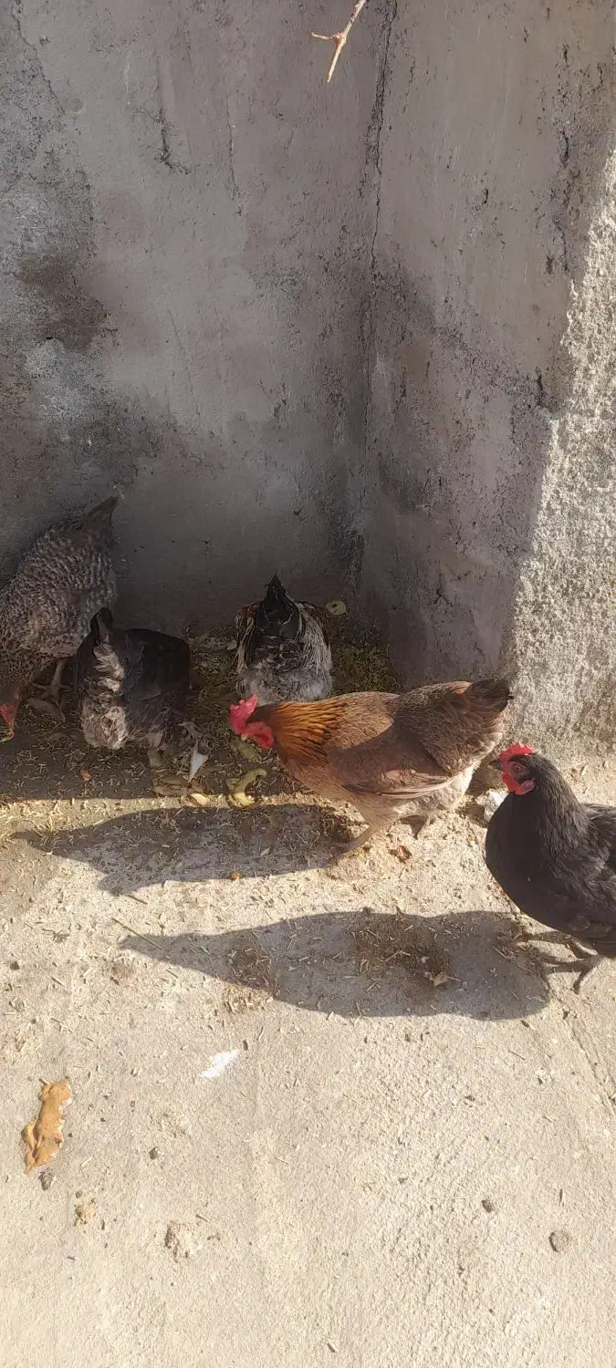۴ عدد مرغ|حیوانات مزرعه|سیلاخور, |دیوار