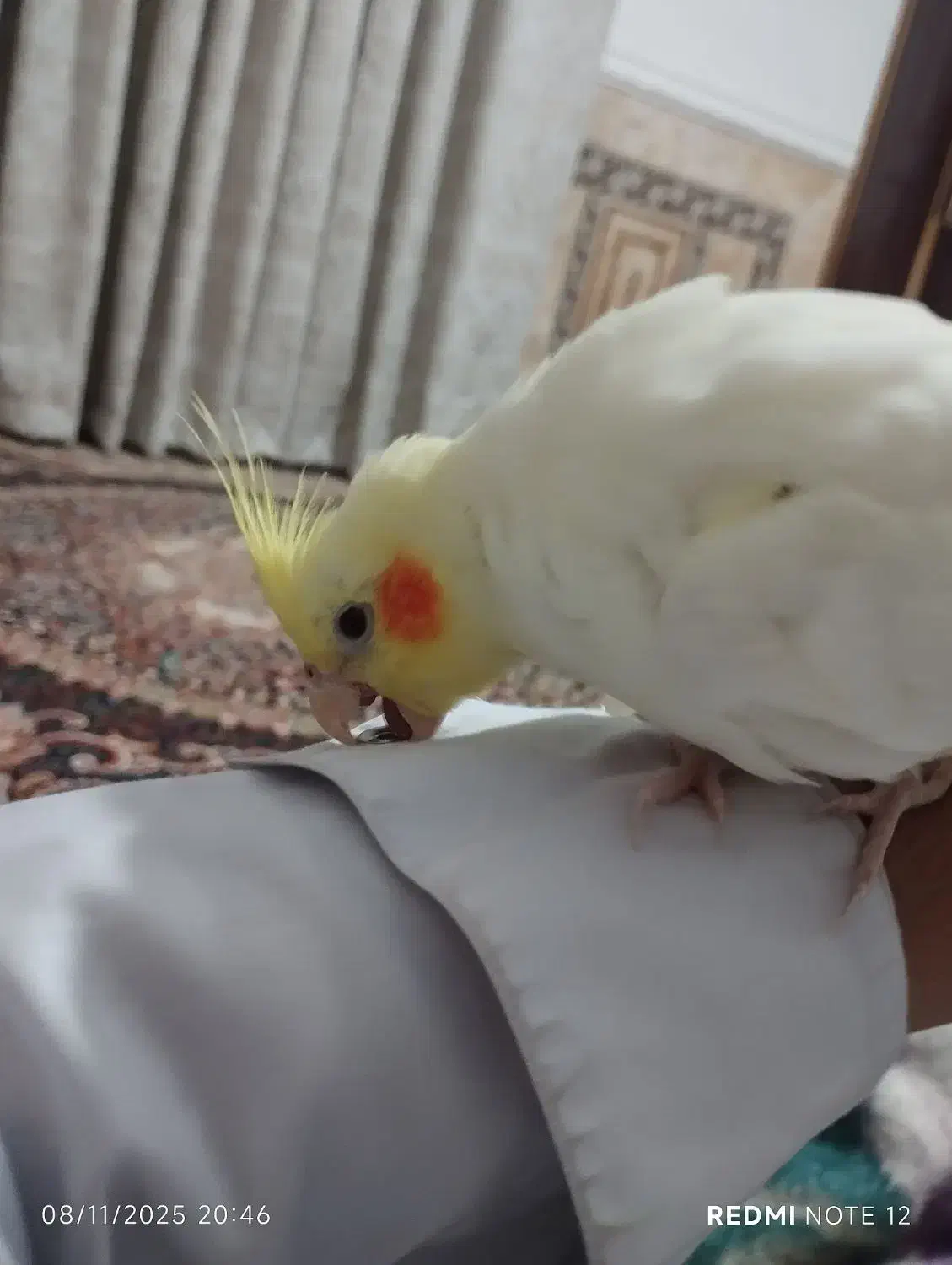 عروس هلندی نر|پرنده|سراوان, |دیوار