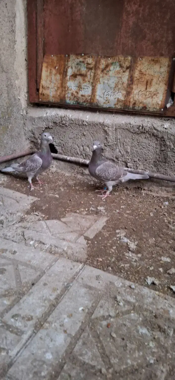 یک‌‌ جفت شامی بز‌|پرنده|سهند, |دیوار