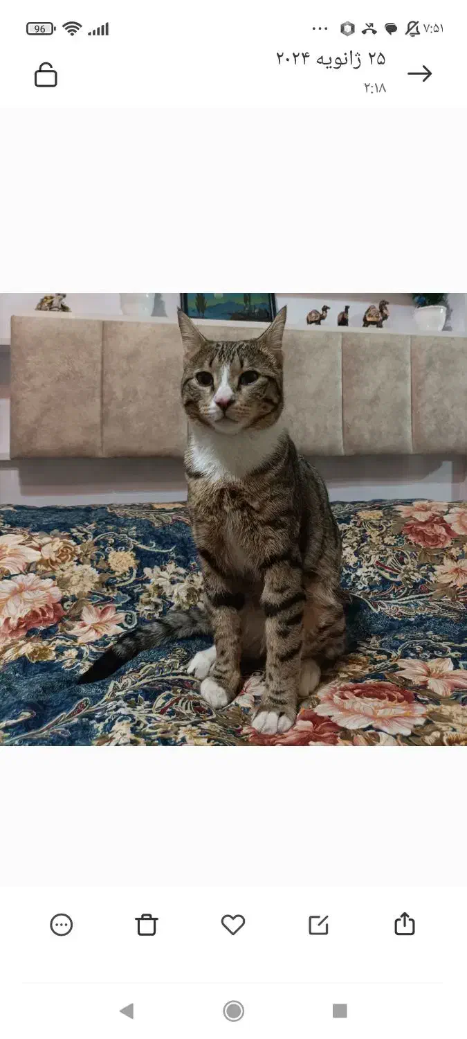 گربه گمشده پلنگی ماده ۳ ساله|حیوانات|تبریز, |دیوار