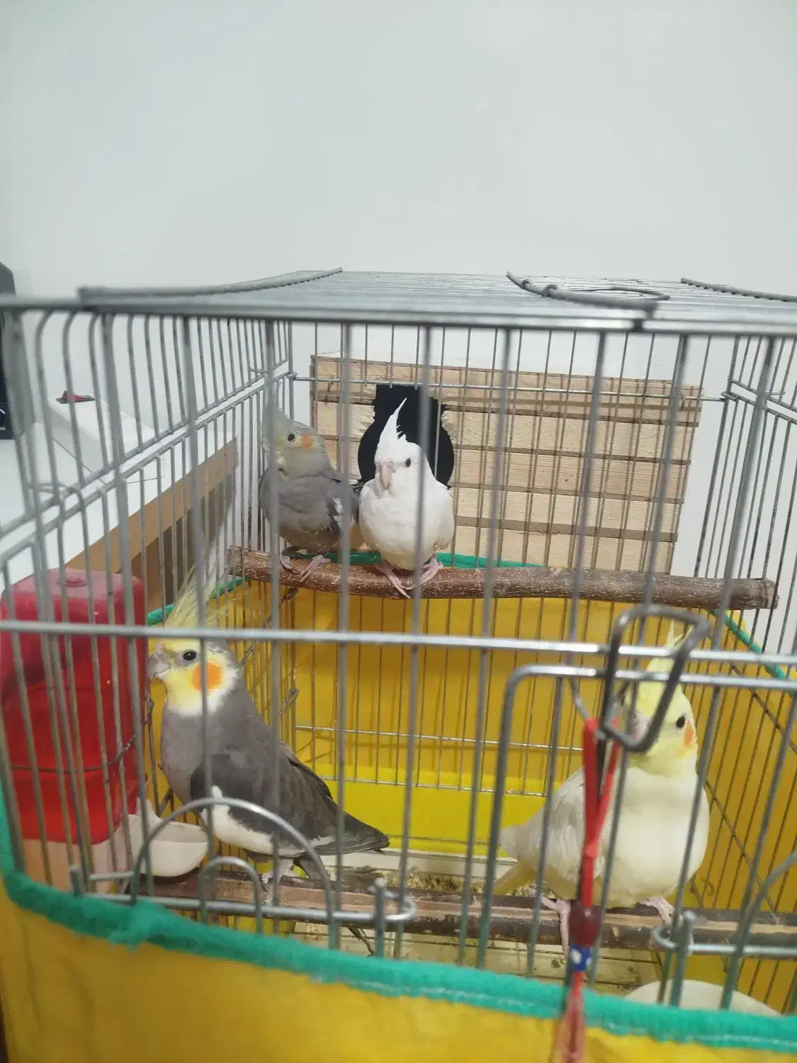 عروس هلندی|پرنده|رزن, |دیوار