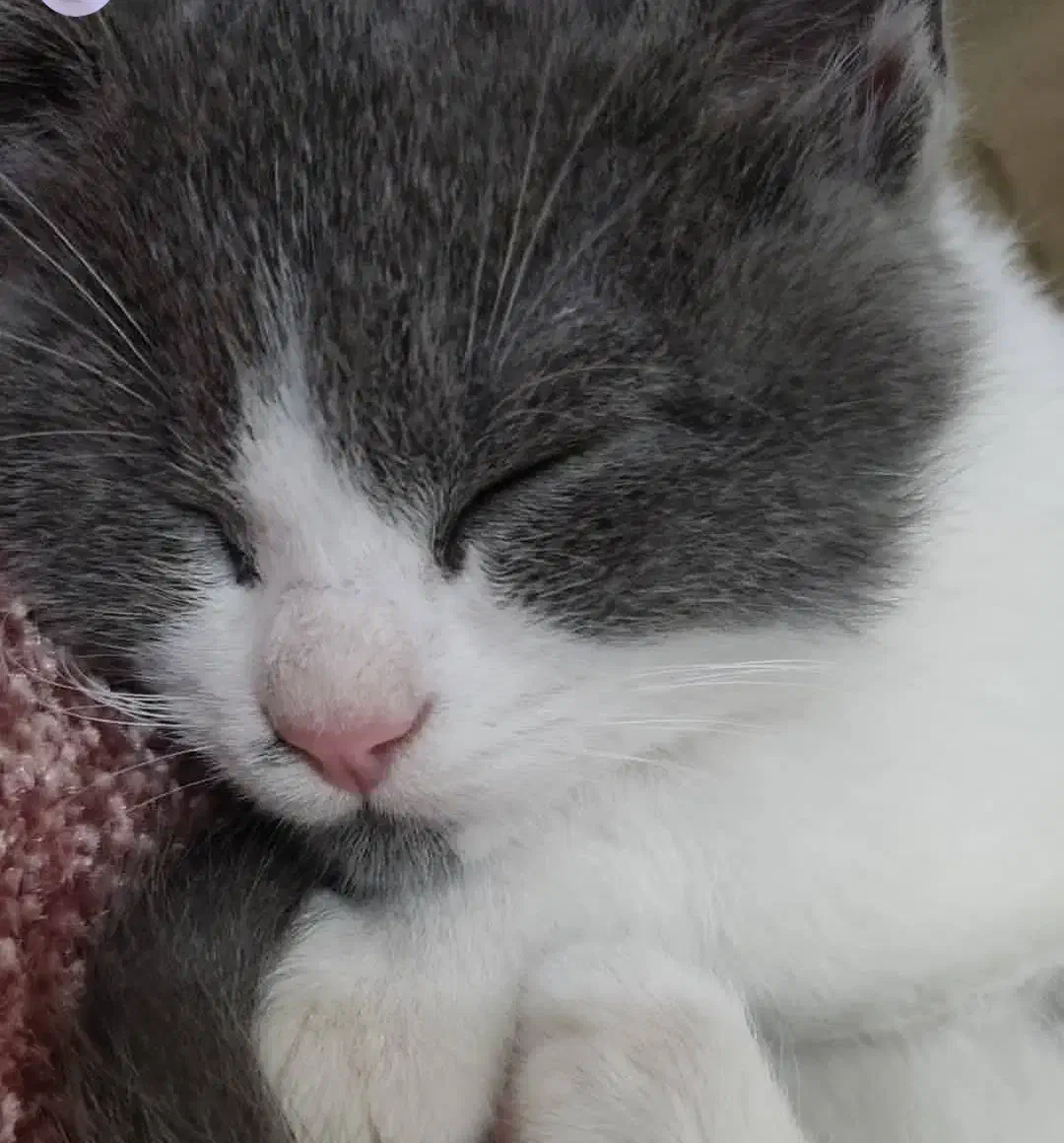 واگذاری گربه|گربه|کنارک, |دیوار