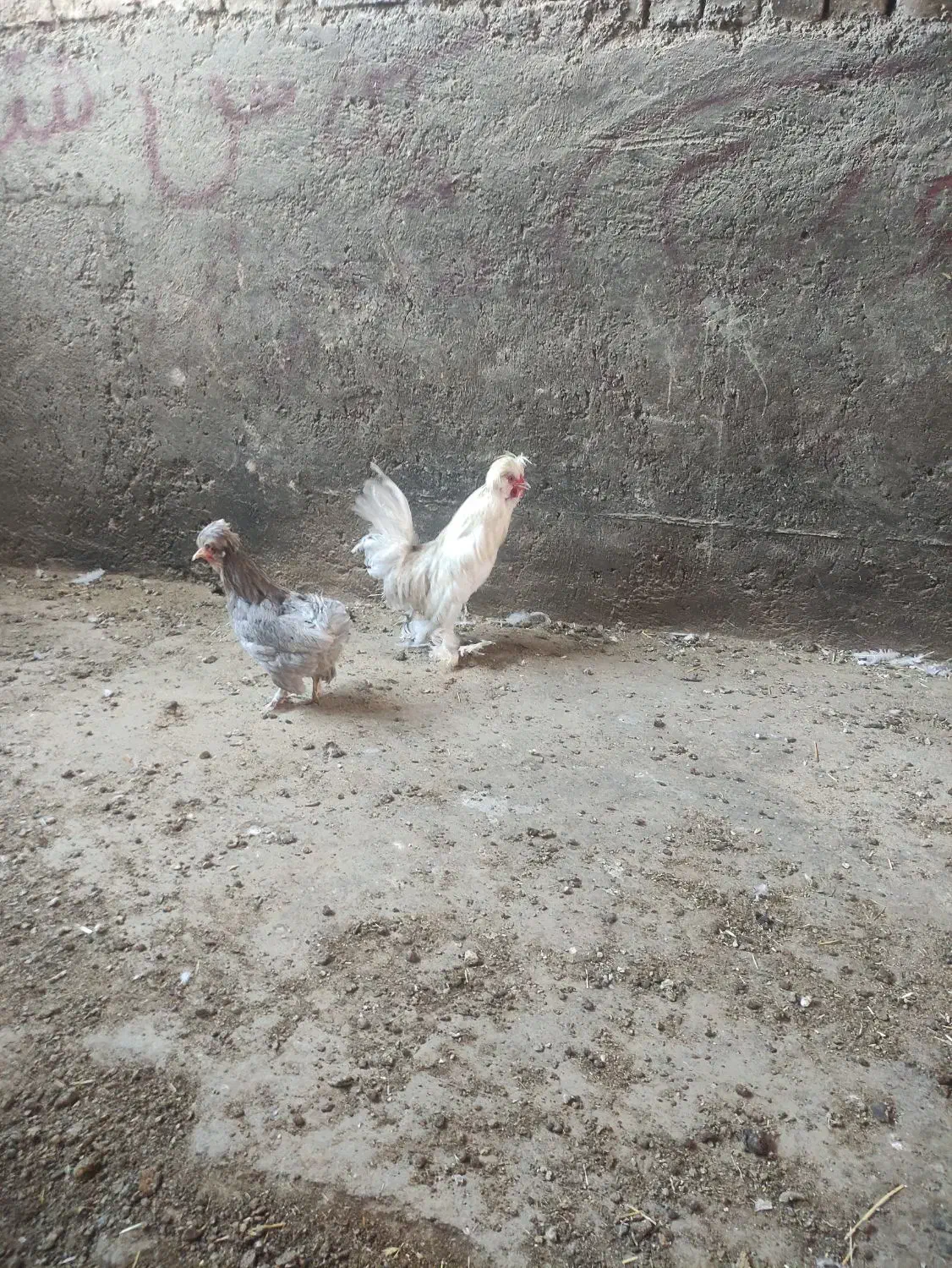 جوجه|پرنده|فریمان, |دیوار