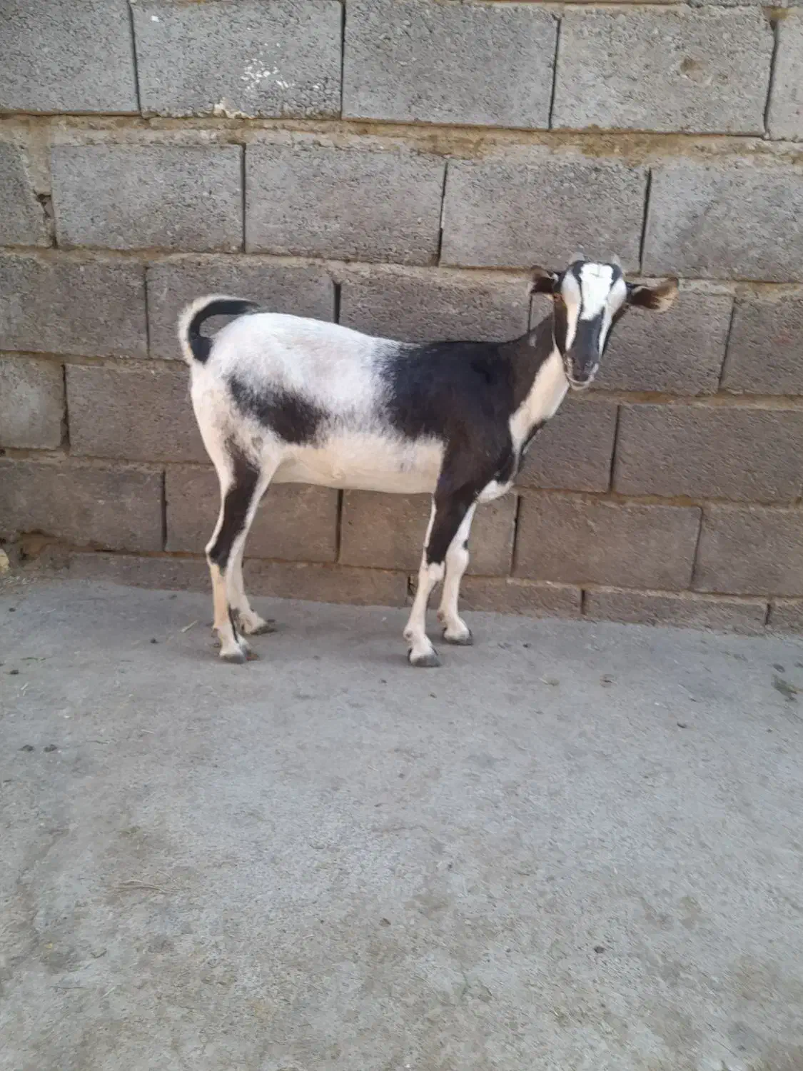 بزها سالم وسرحال|حیوانات مزرعه|میناب, |دیوار