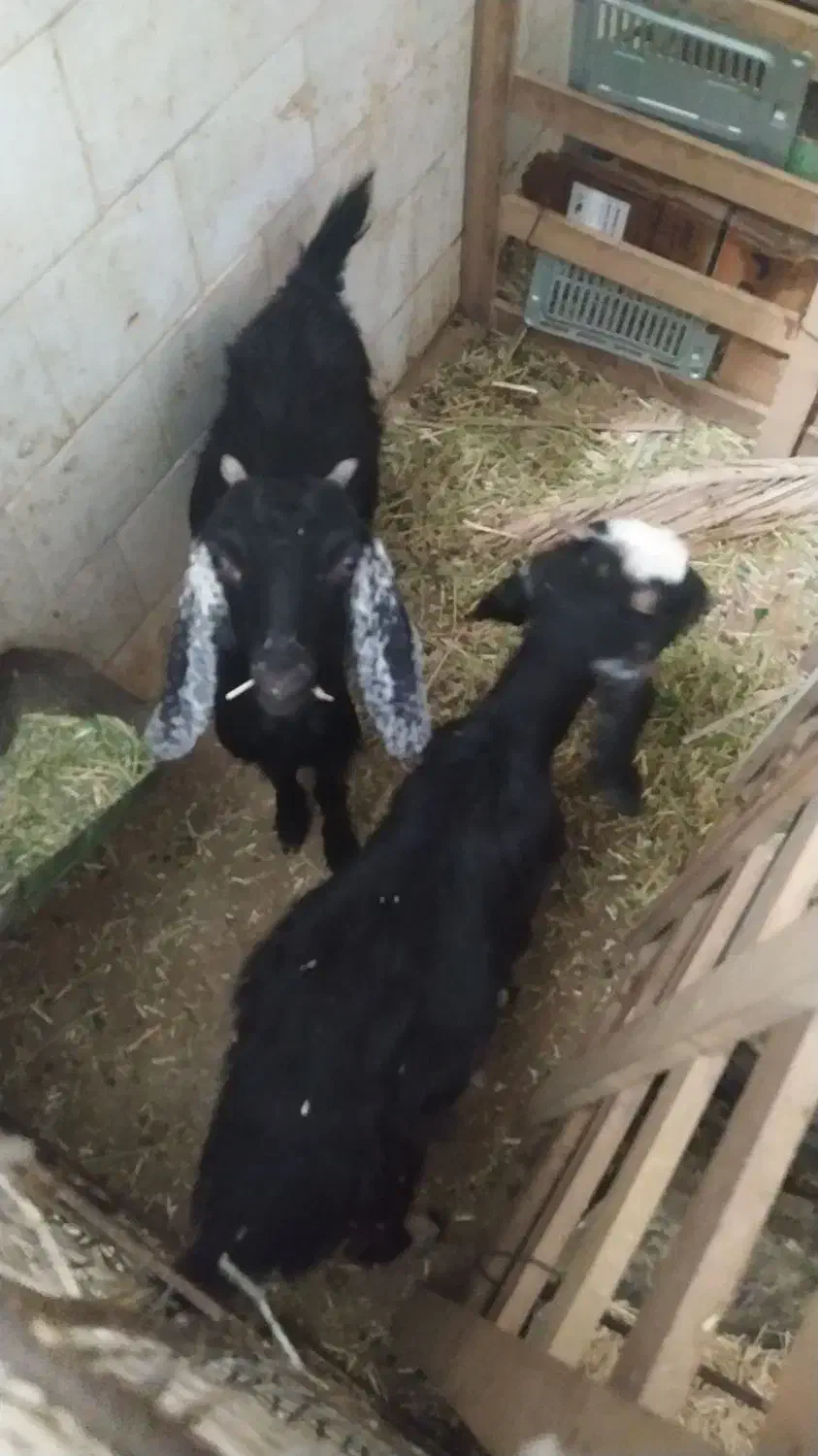 بز و گوسفند|حیوانات مزرعه|مهر, |دیوار