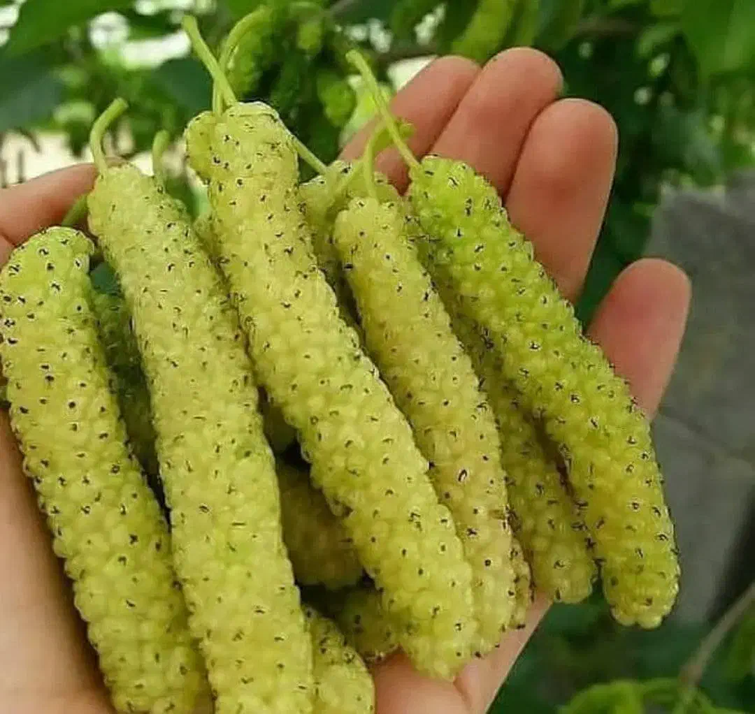 فروش انواع نهالهای مقاوم وپر بازده برای تمام مناطق|خدمات باغبانی و درختکاری|شیراز, قلات|دیوار