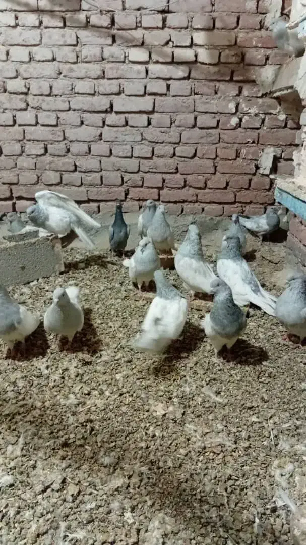 کله الماسی|پرنده|بناب, |دیوار
