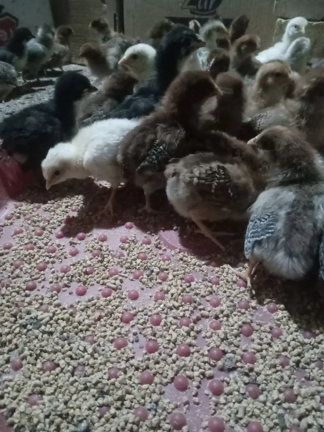 جوجه مرغ وخروس محلی|حیوانات مزرعه|زاوه, |دیوار