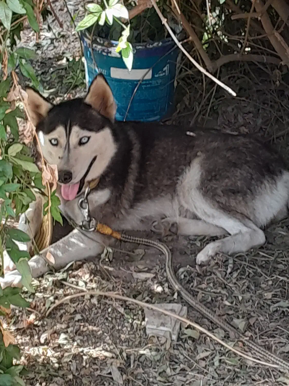 سگ هاسکی|سگ|گرگان, |دیوار