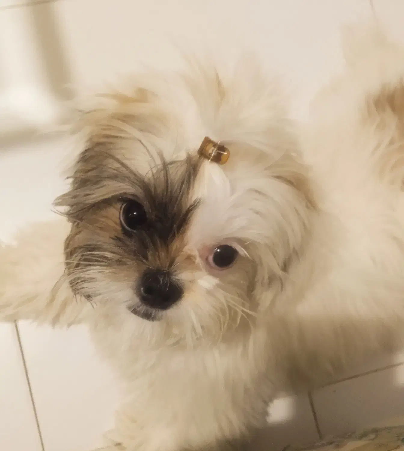 توله سگ شیتزو ۶ ماهه|سگ|تهران, جنت‌آباد مرکزی|دیوار