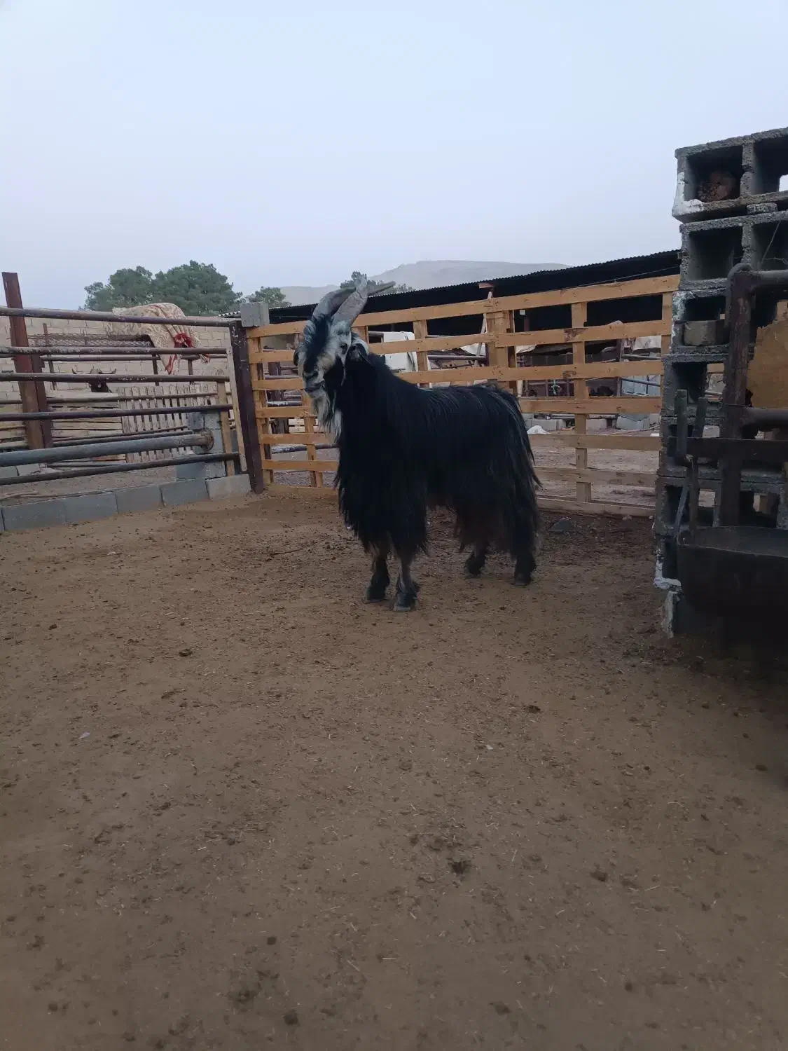 پازن جفت شاخ|حیوانات مزرعه|شیراز, بید زرد|دیوار