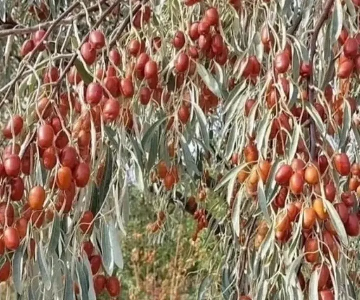 نهال صنوبر با ارسال فوری ، موجودی محدود|خدمات باغبانی و درختکاری|رشت, کوی جام جم|دیوار