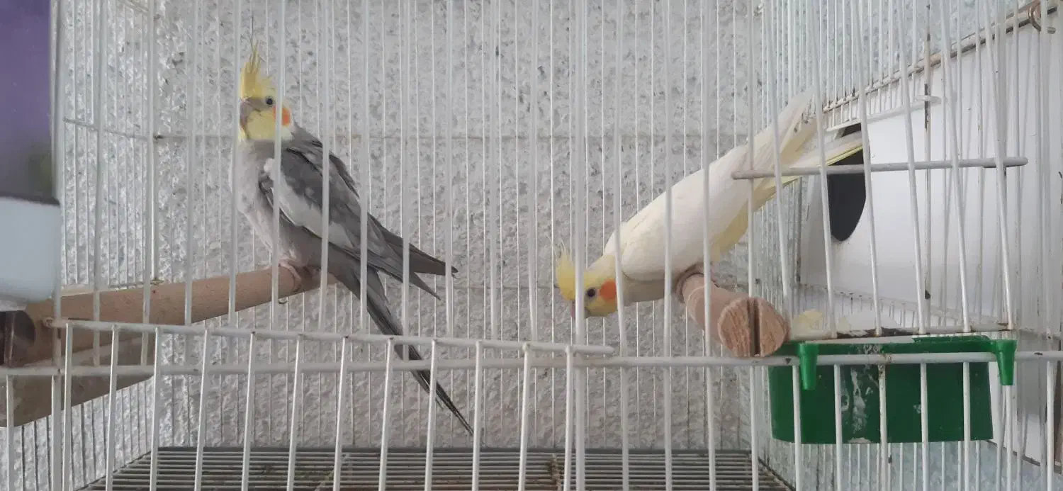 عروس هلندی مولد با تخم و لونه قفس و وسایل|پرنده|مرودشت, ژیان|دیوار