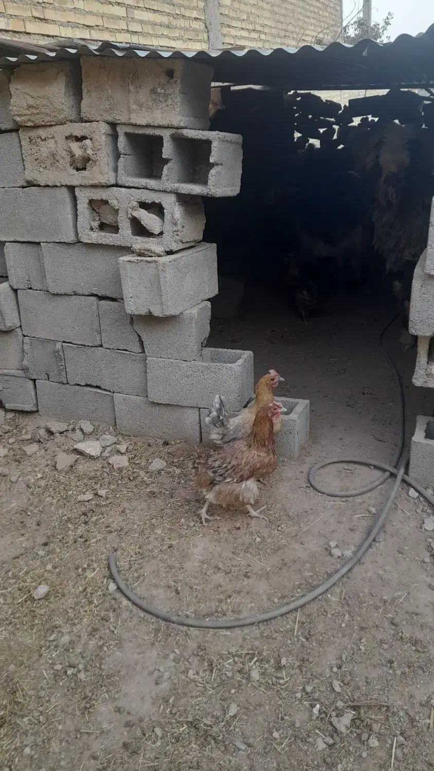 مرغ محلی اصل|حیوانات مزرعه|ایذه, |دیوار
