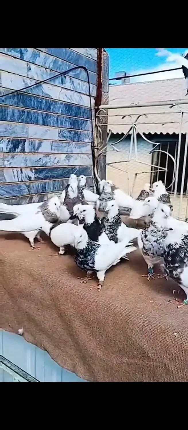 طوقی هفت رنگ|پرنده|تهران, جیحون|دیوار