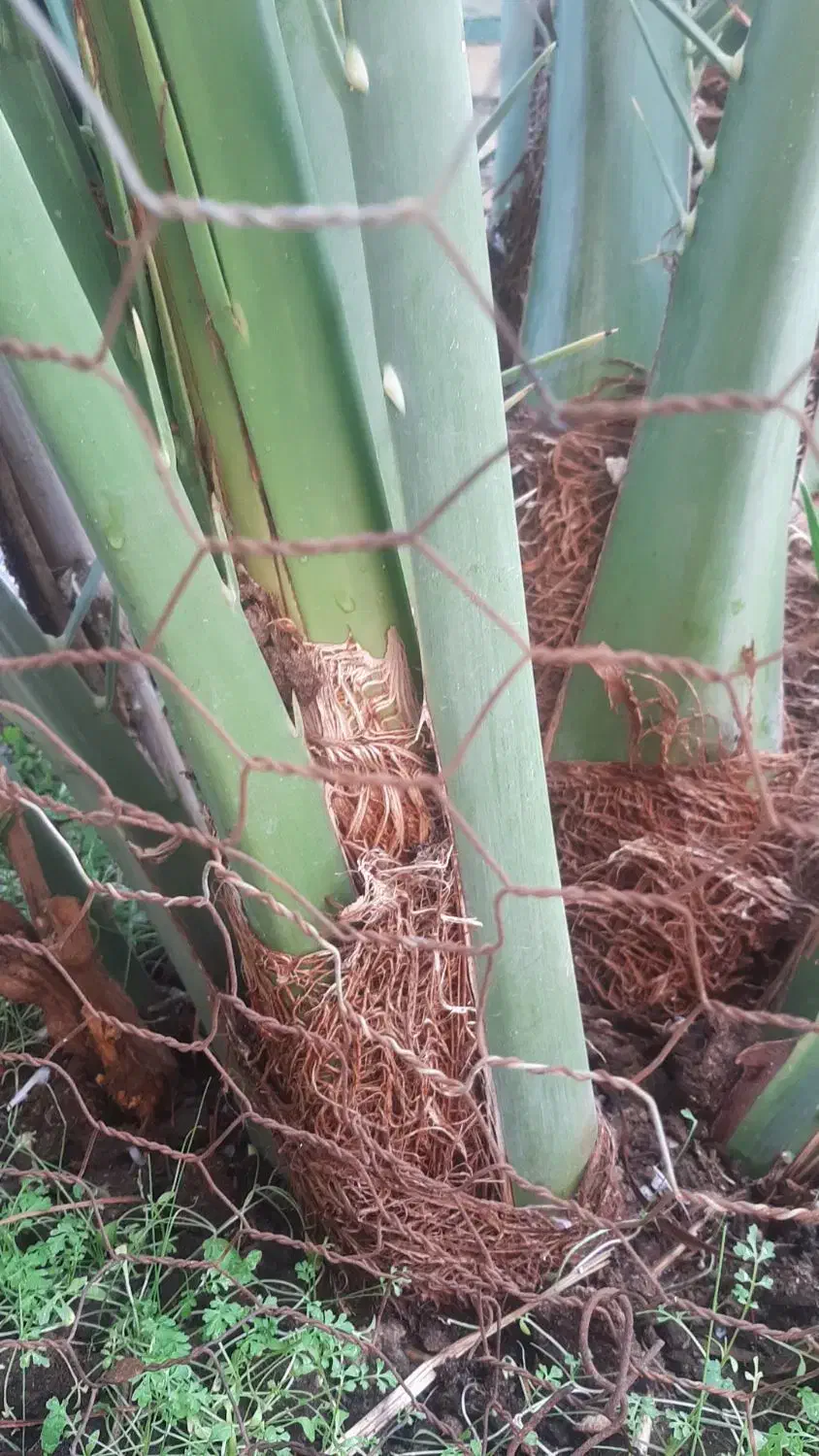 فروشی|حراج|خرمشهر, |دیوار