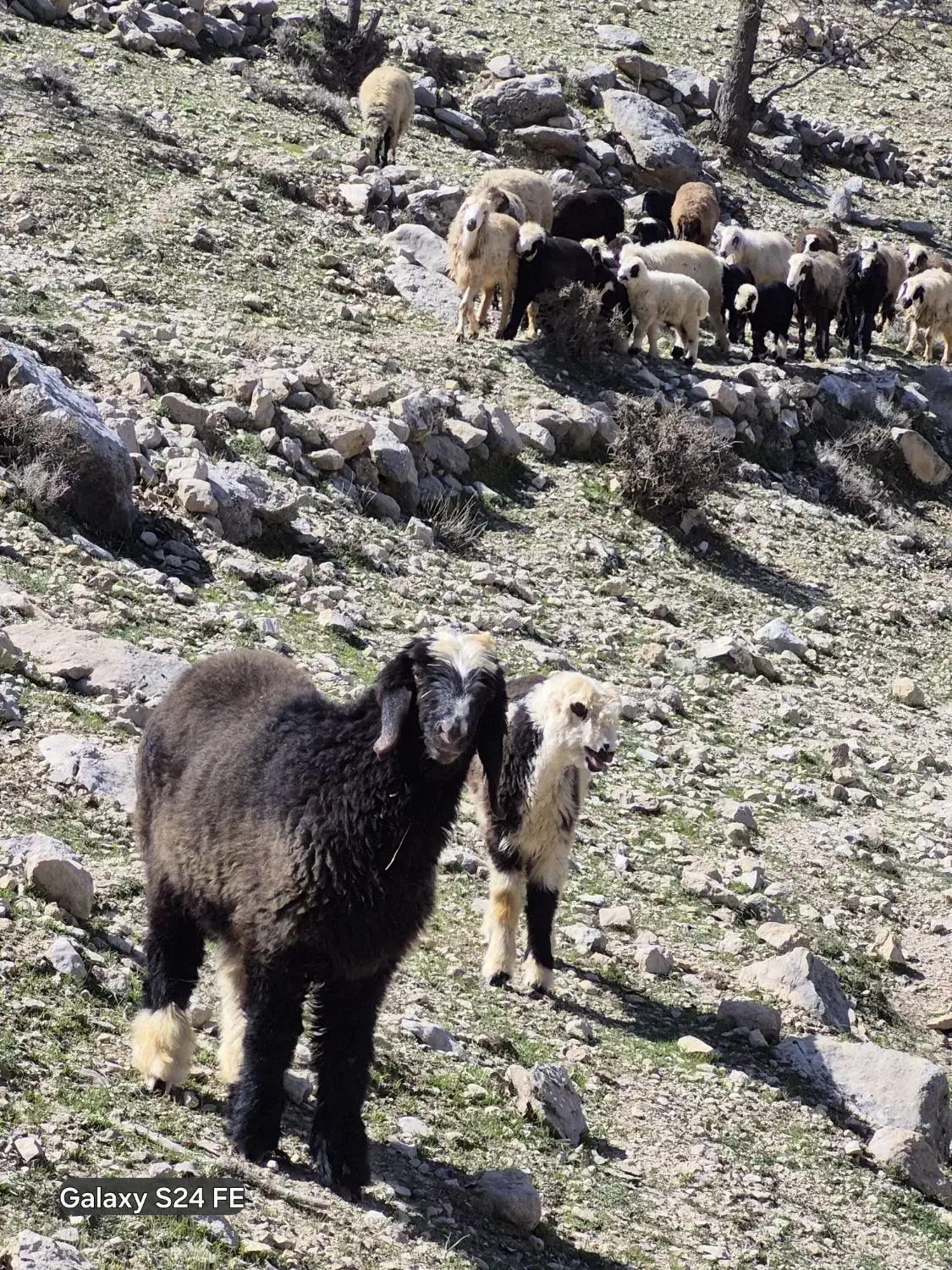 میش داشتی|حیوانات مزرعه|دهدشت, |دیوار