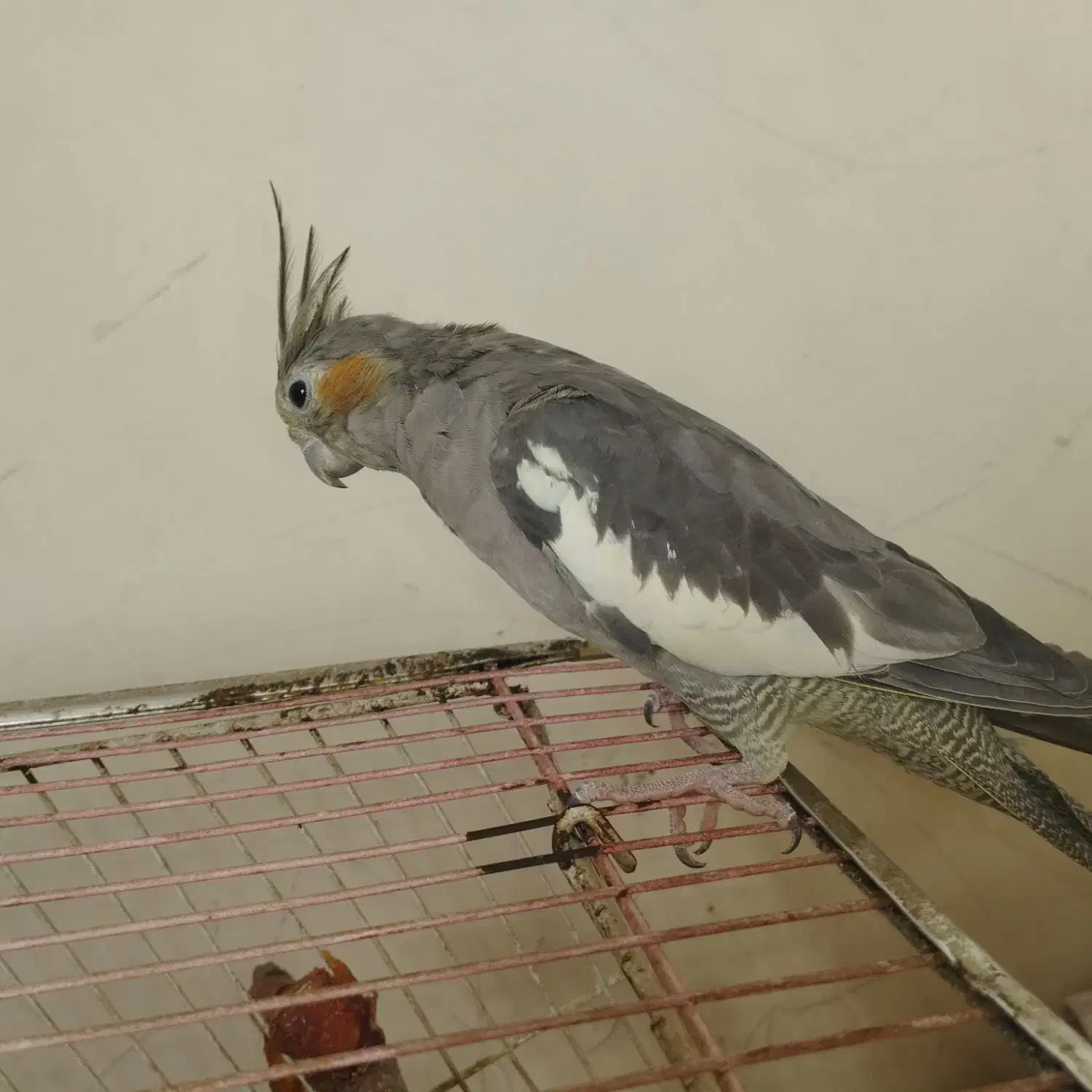 عروس پاریس ماده|پرنده|اهواز, شهرک برق|دیوار