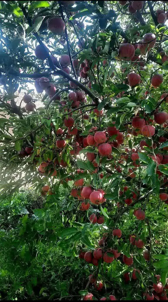سیب|خوردنی و آشامیدنی|بروجرد, |دیوار