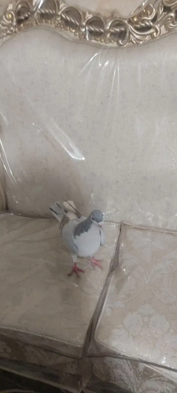 کبوتر|پرنده|سبزوار, پامنار|دیوار