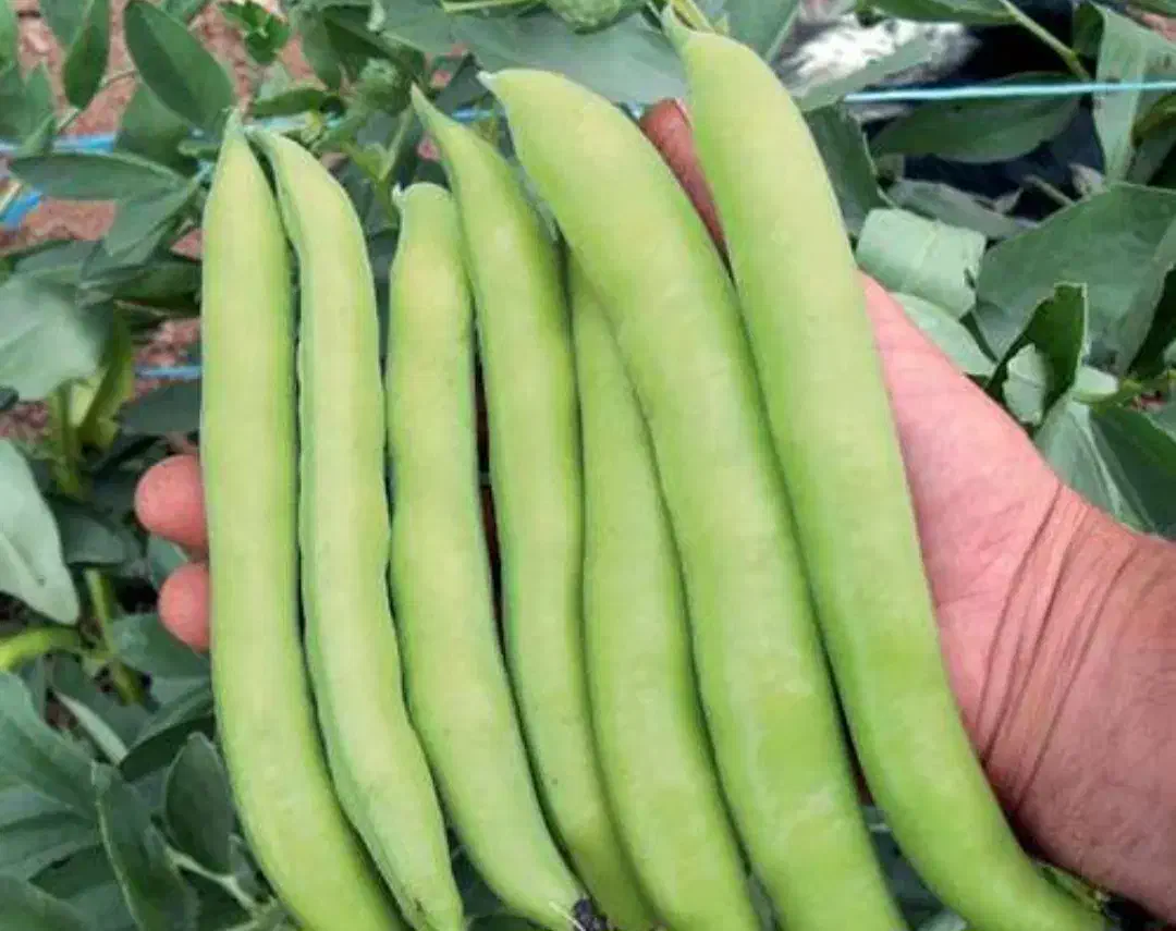 باقالا|عمده‌فروشی|ساوه, |دیوار