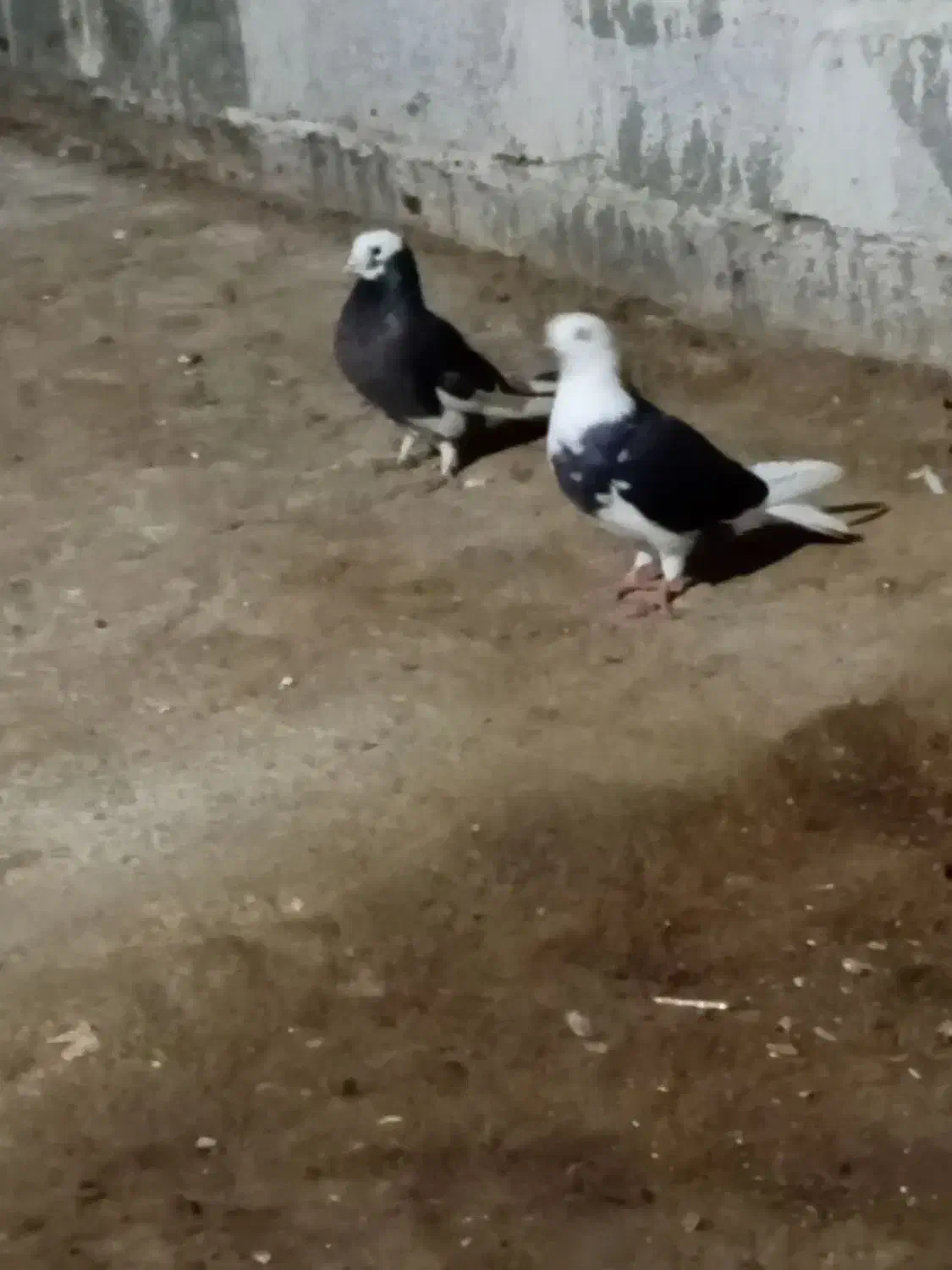 کبوتر|پرنده|گمیشان, |دیوار