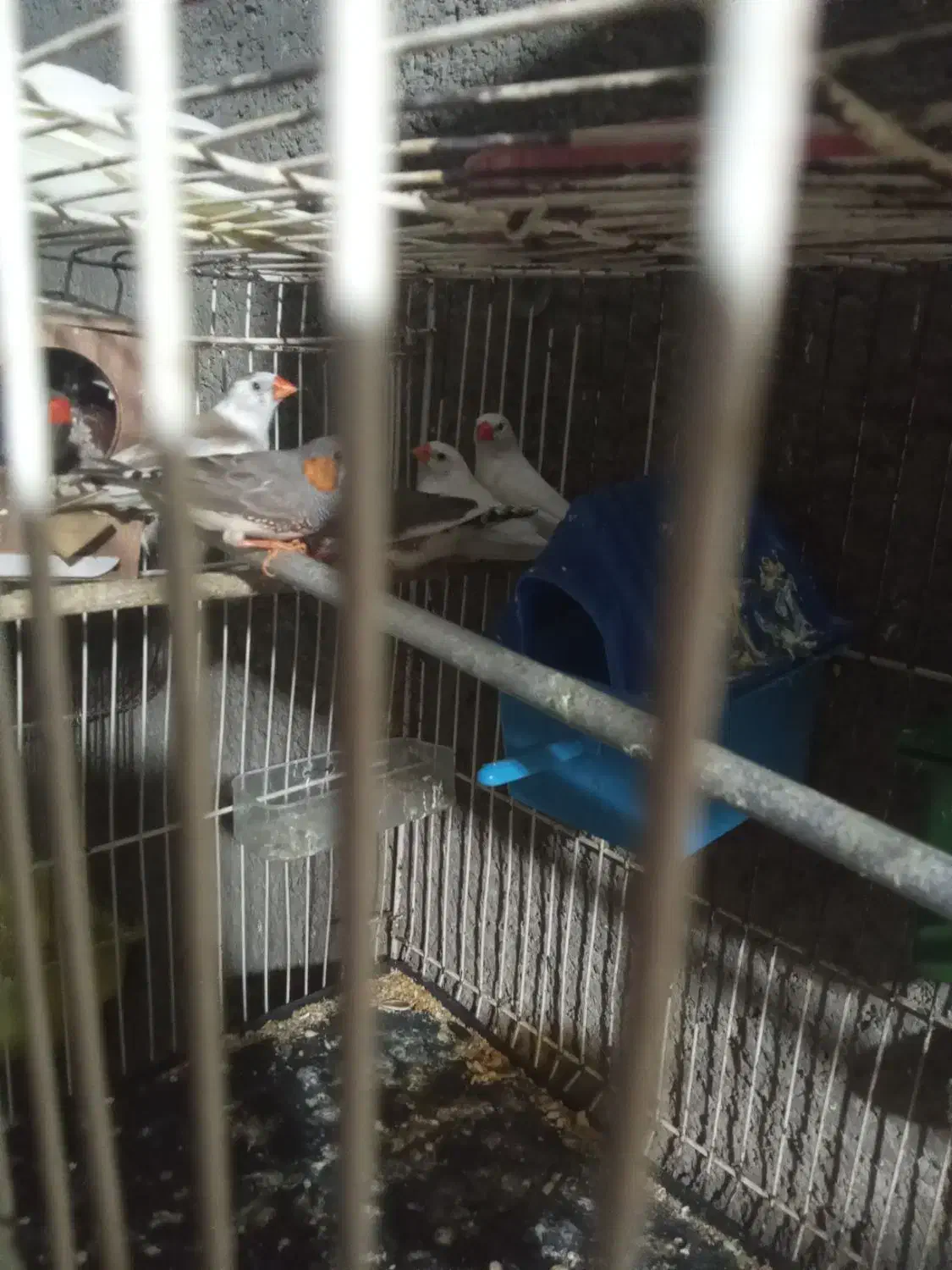 فنچ فروشی|پرنده|بیرجند, |دیوار