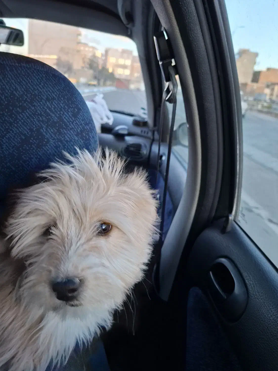 پیدا شده|حیوانات|تبریز, |دیوار