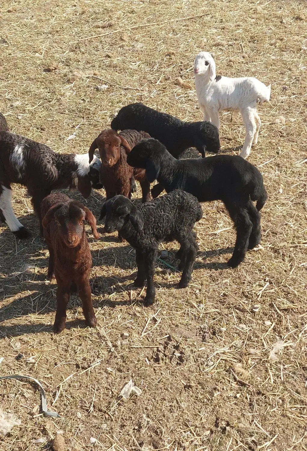 بره شیری بره بره علف خور میش|حیوانات مزرعه|فلاورجان, |دیوار