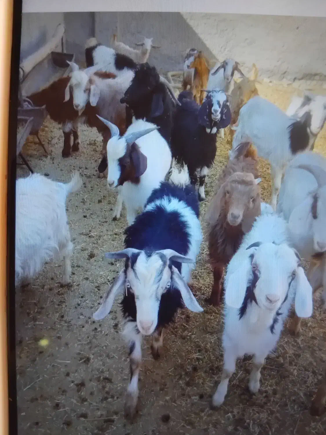 فروش ۲۰راس بزغاله نروماده ،جفتی ۴۵کیلو|حیوانات مزرعه|فرمهین, |دیوار