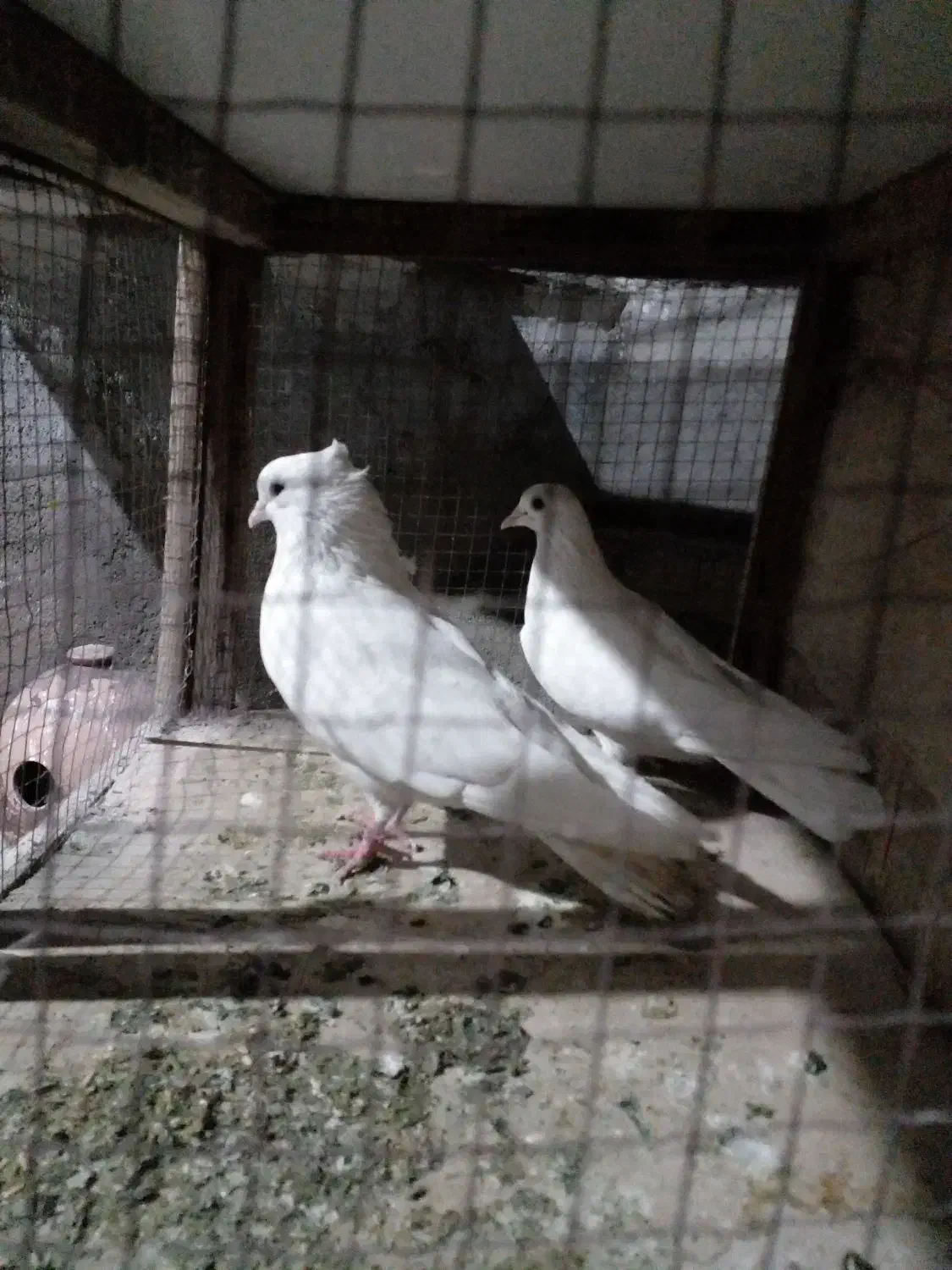 یک جفت کفتر پرشی|پرنده|شهریار, شهرک مصطفی خمینی|دیوار