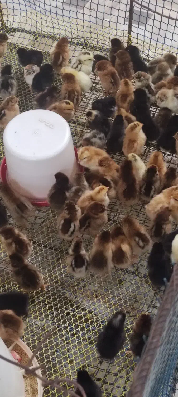 جوجه مرغ|حیوانات مزرعه|زرگرشهر, |دیوار