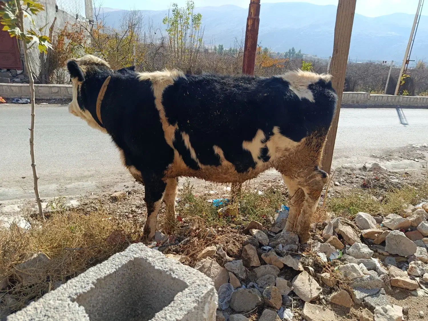 گوساله جنس ابستن|حیوانات مزرعه|کوهدشت, |دیوار