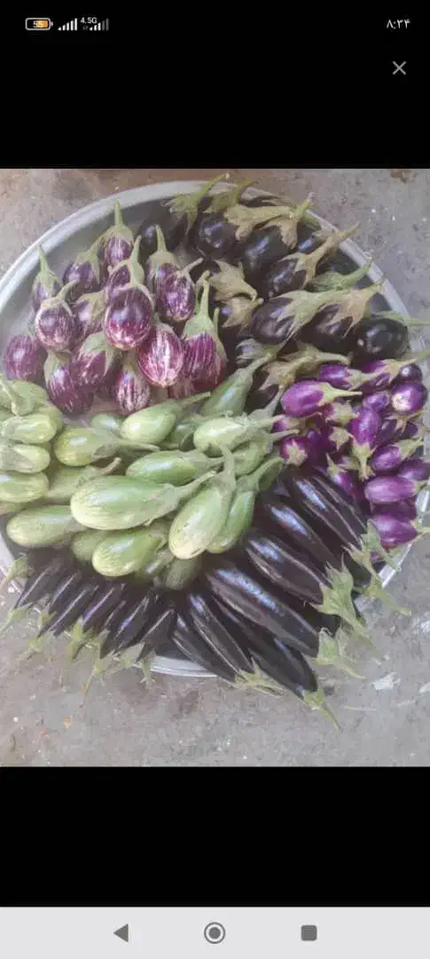 بادمجان ترشی مگدوس مخلل|خوردنی و آشامیدنی|قم, سراجه (۱۵ خرداد)|دیوار