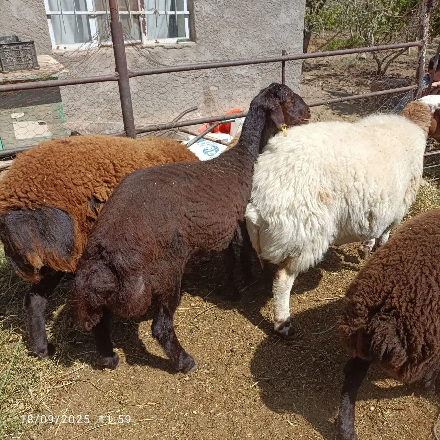 برقزل افشار هترو|حیوانات مزرعه|جوین, |دیوار