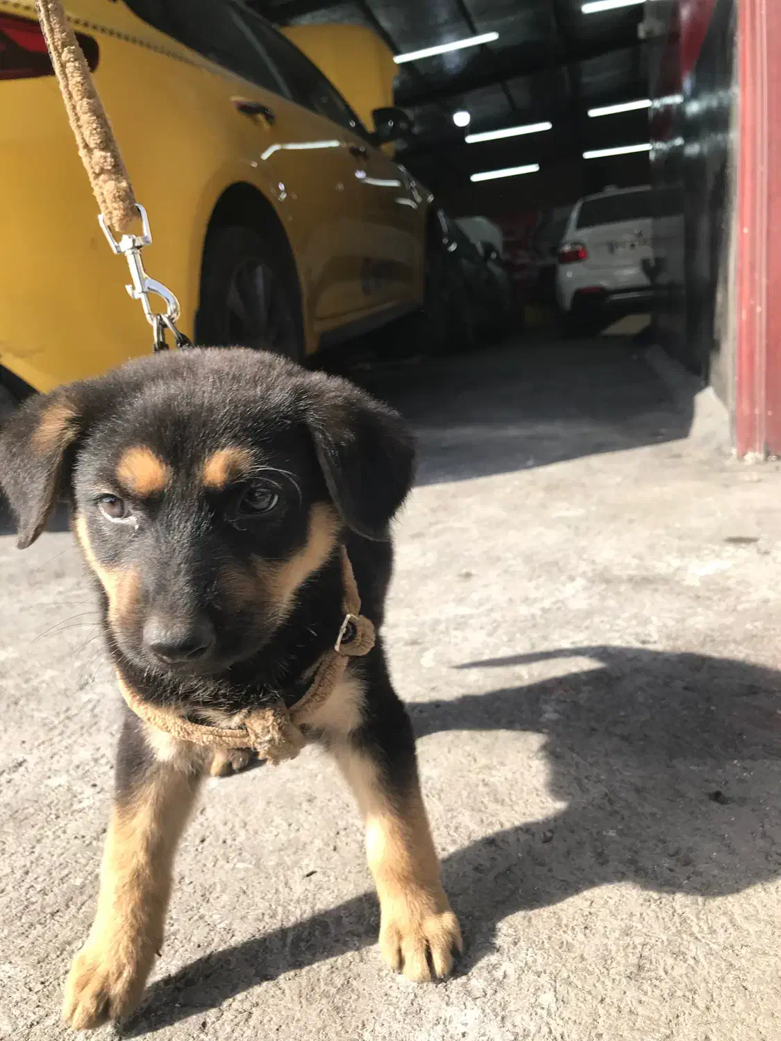 توله میکس ژرمن دوبرمن|سگ|فردیس, منظریه|دیوار